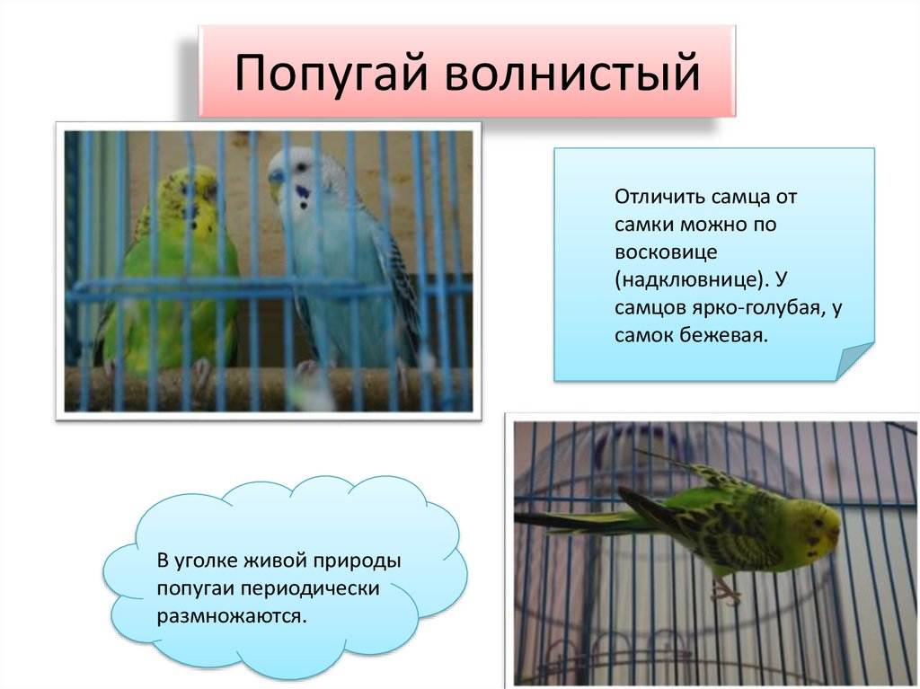Как определить пол волнистого попугая: как узнать, самка или самец