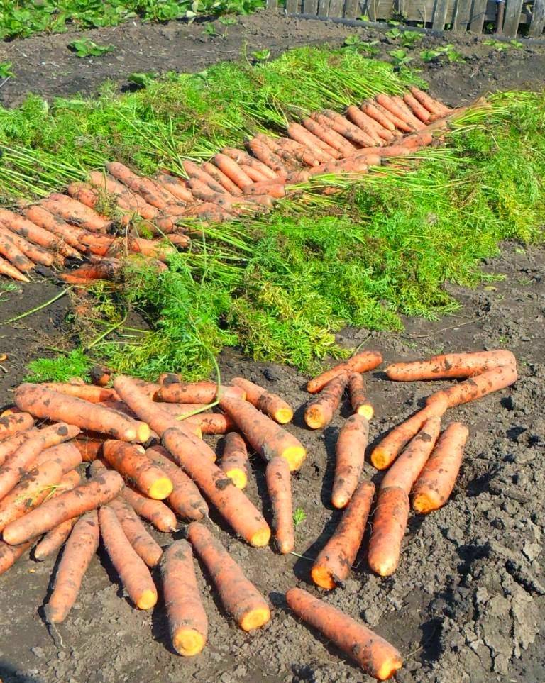 Как правильно обрезать морковь для хранения на зиму: способы и особенности, фото