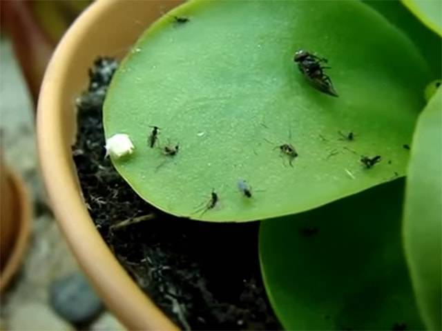 Мошки в орхидее: как избавиться от вредителей народными средствами или химическими препаратами, почему паразиты завелись в растении и как предупредить повторное заражение?