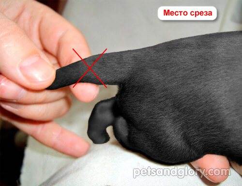 Как подстричь когти щенку кане корсо