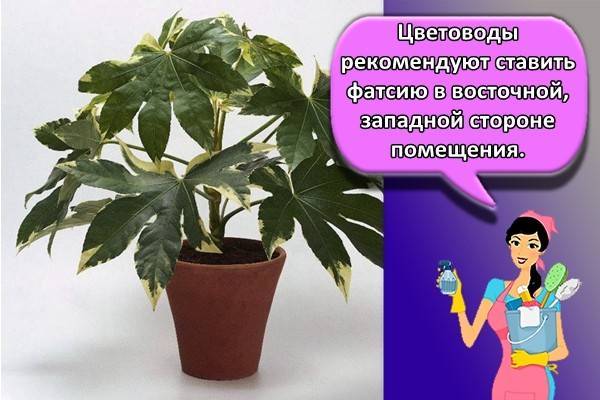 Фатсия японская: уход в домашних условиях, фото, описание, польза и вред, болезни и вредители selo.guru — интернет портал о сельском хозяйстве