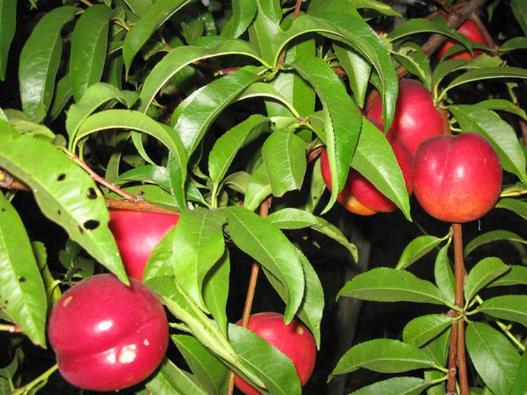 Как посадить персик косточкой: пошаговая инструкция