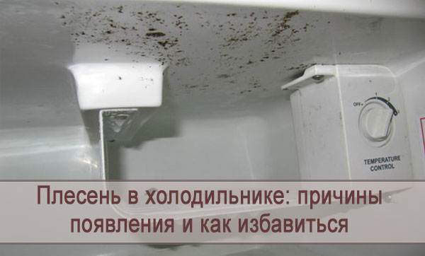 Как избавиться от запаха плесени в холодильнике: почему появляется, чем отмыть резинку