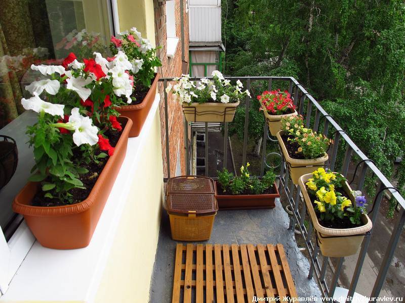 Озеленение балкона: яркий оазис цветов своими руками