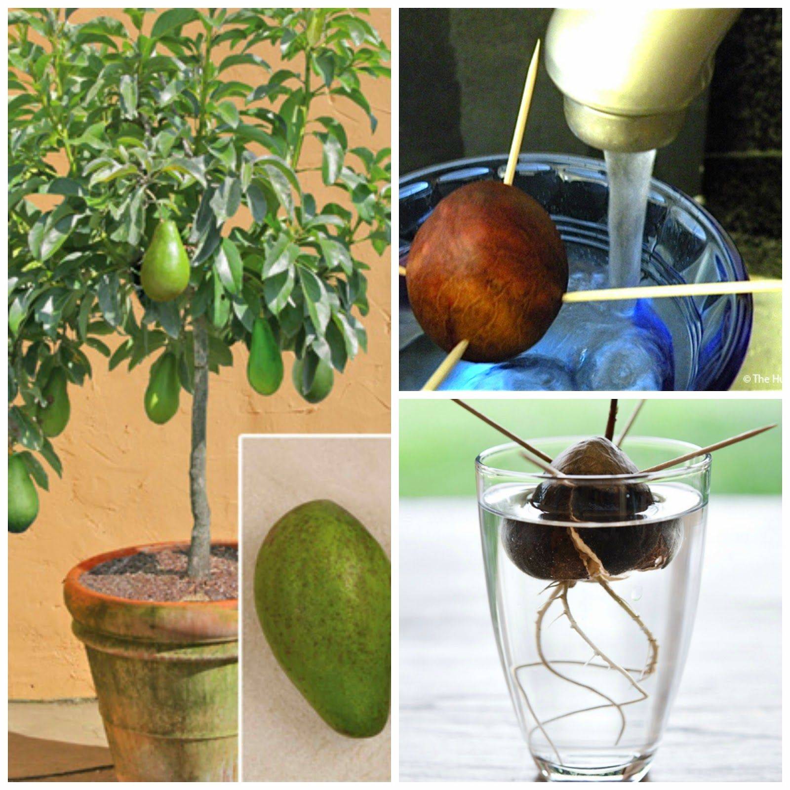 Как посадить авокадо из косточки в домашних условиях фото