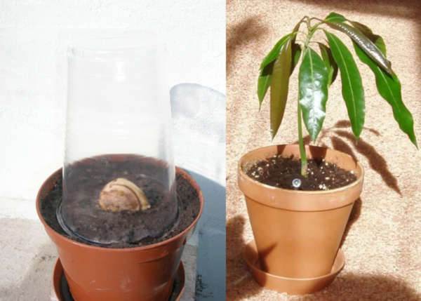 Манго: как растет, как посадить, как ухаживать в домашних условиях