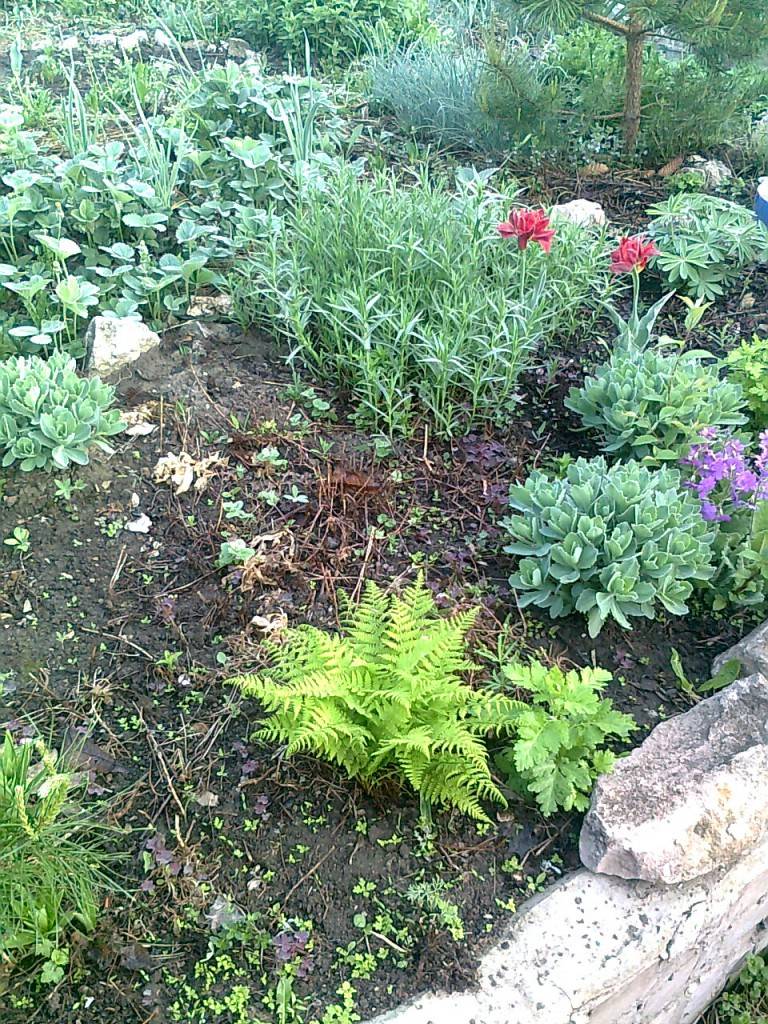 Папоротники в саду: подходящие сорта, советы по выращиванию и правильному уходу за растениями