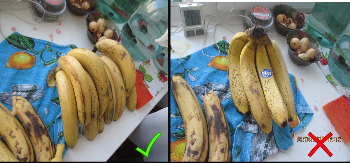 Как хранить бананы дома, чтобы они не чернели – рекомендации