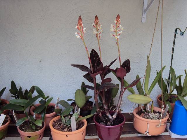 Драгоценная орхидея лудизия дисколор (гемария): посадка, уход дома, размножение, описание, фото