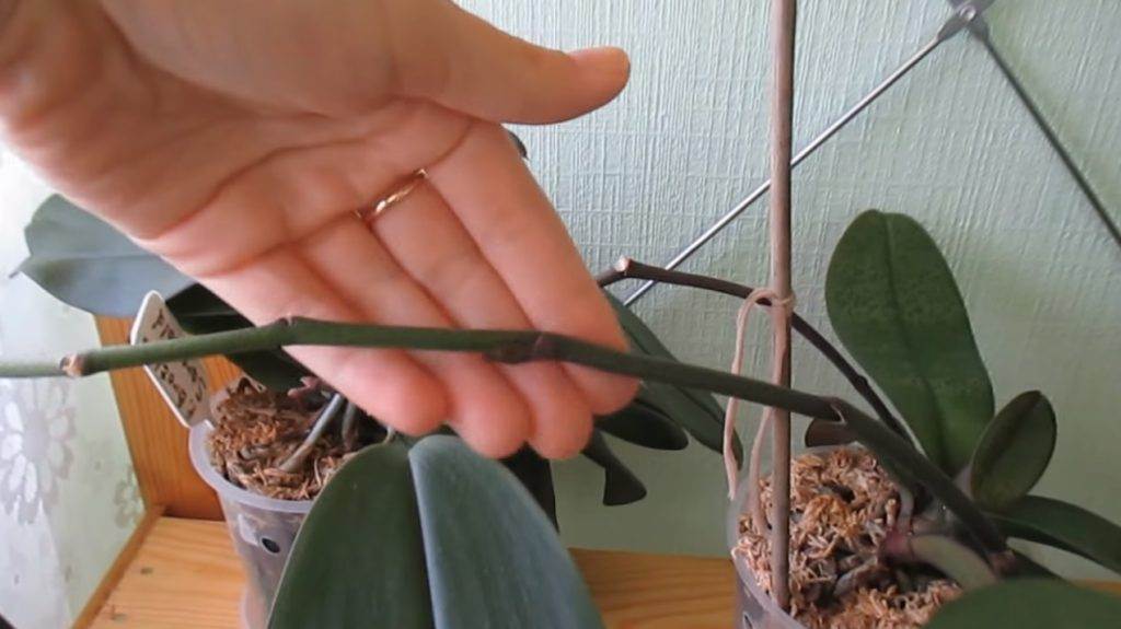 Как обрезать фаленопсис после цветения: нужно ли обрабатывать орхидею таким образом, когда это сделать, а также пошаговая инструкция и советы по уходу selo.guru — интернет портал о сельском хозяйстве
