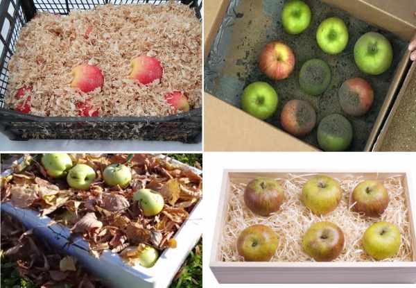 Как хранить яблоки на зиму: как свежие до мая – неожиданно просто | ягодный сад, или прикладное садоводство в советах, вопросах и ответах