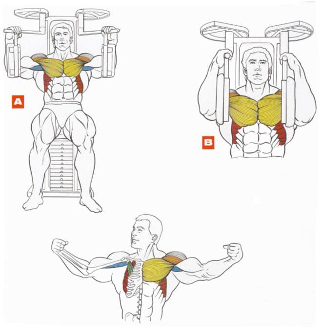 Как накачать грудные мышцы штангой и отжиманиями в домашних условиях?