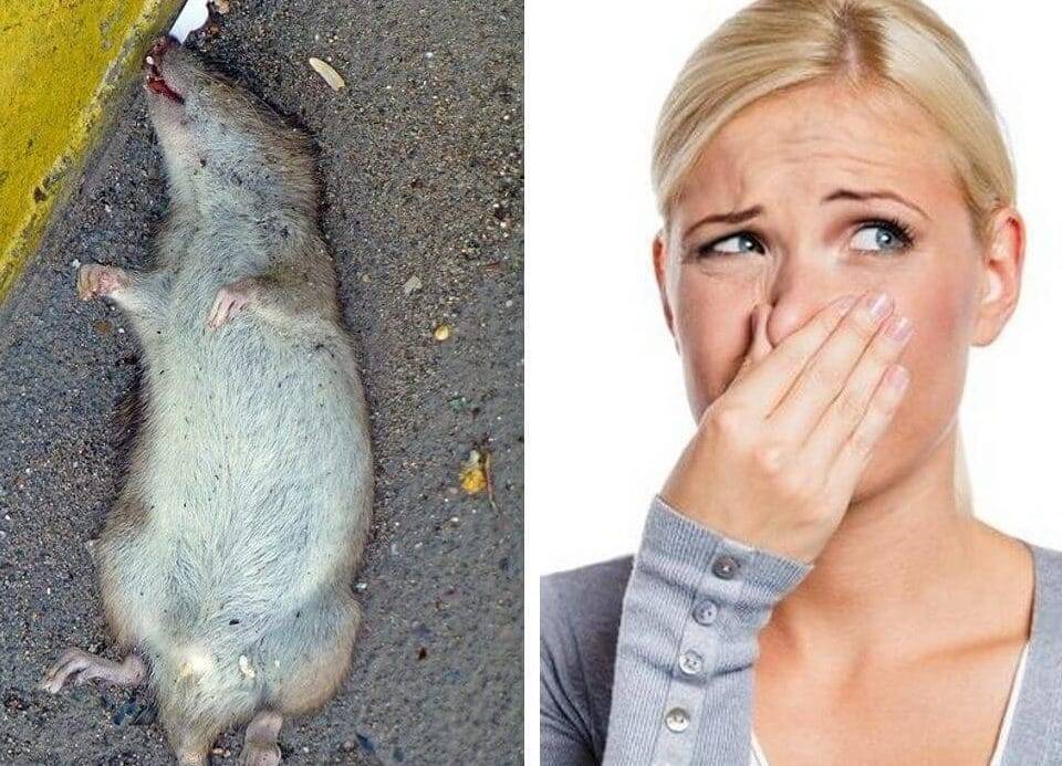 Как избавиться от запаха дохлой крысы под полом