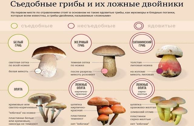Как проверить – ядовитый гриб или нет: действенные методы и ошибочные поверья