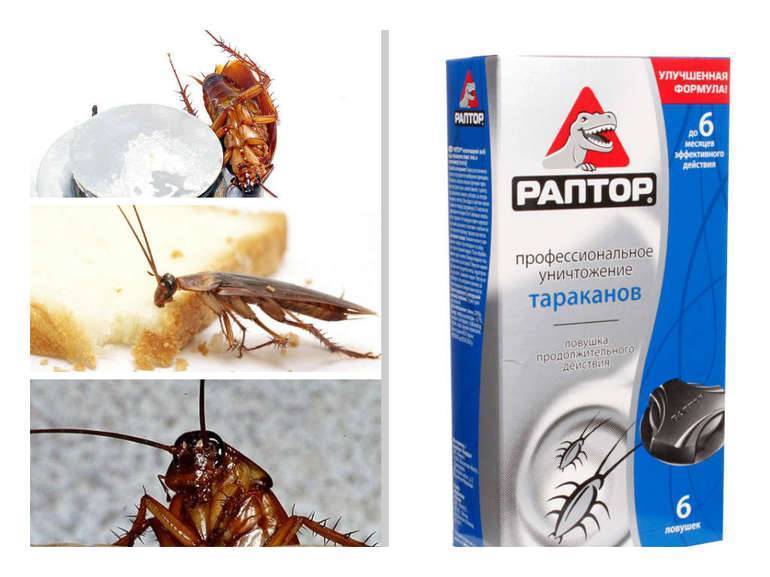 Как избавиться от тараканов в домашних условиях: народные и магазинные средства
