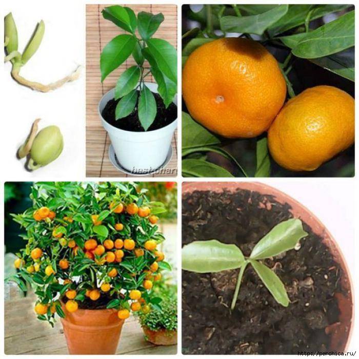 Как вырастить апельсин из косточки в домашних условиях, фото, посадка и уход