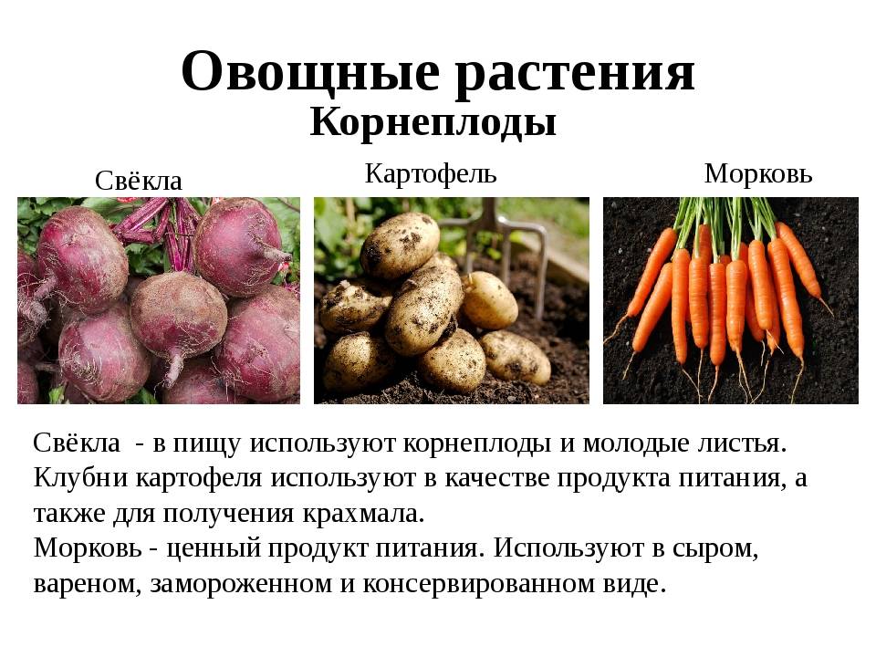 Чем отличается клубень от корнеплода. Корнеплод картофель морковь свекла. Корнеплодные культурные растения. Культурные растения корнеплоды. Корнеплодные овощные растения.