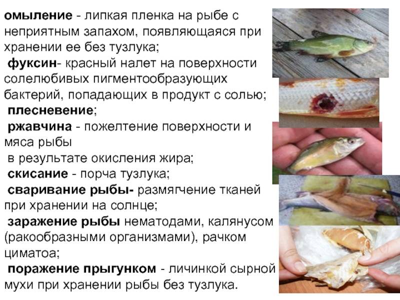 Как избавиться от запаха рыбы в квартире, холодильнике и в процессе приготовления