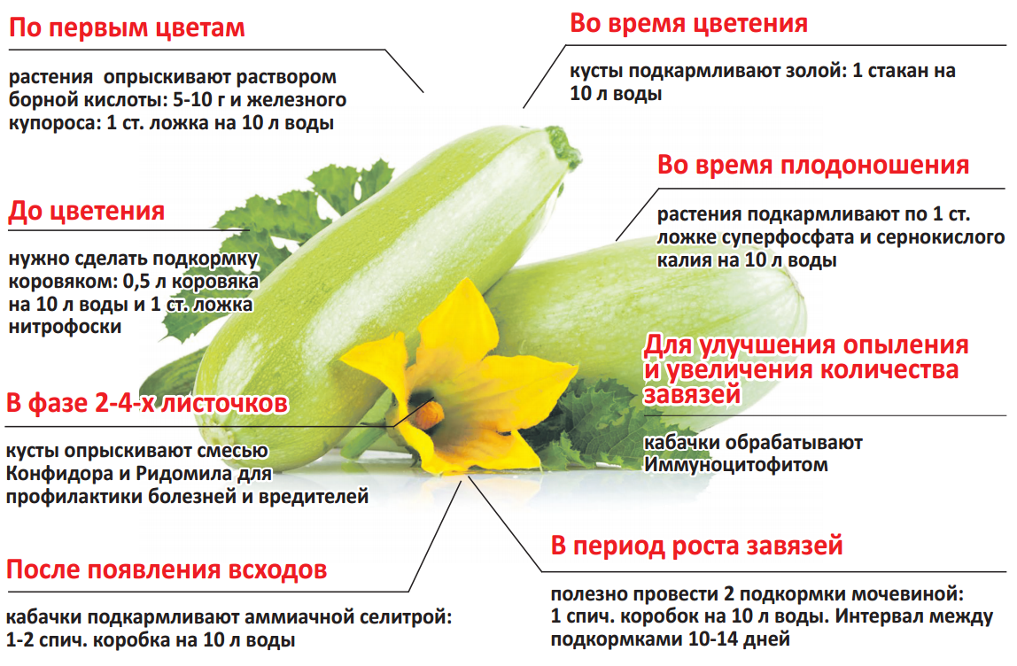 Как подольше сохранить свежие. Подкормка кабачков огурцов в открытом грунте. Схема подкормки кабачков. Схема подкормки овощей в открытом. Схема подкормки огурцов в открытом грунте.