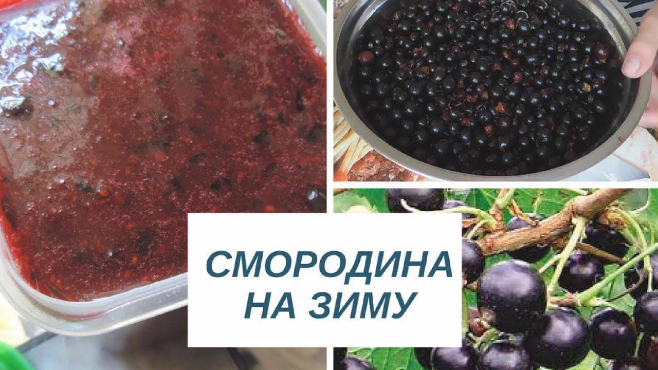 Рецепт черной смородины, протертой с сахаром на зиму - 10 пошаговых фото в рецепте