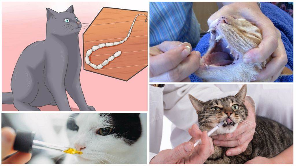 Плоские глисты у кошек: лечение, симптомы, профилактика, сдать анализы | гуз "больница № 18"