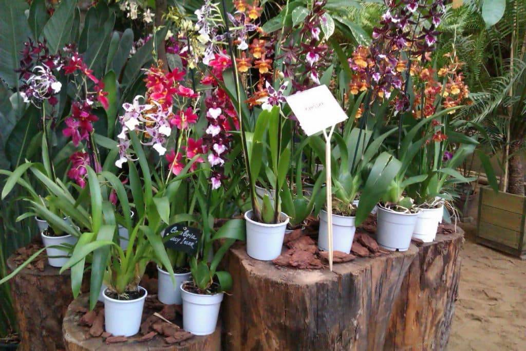 Камбрия – содержание орхидеи, правила ее пересадки и размножения в домашних условиях
