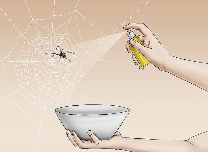 Как избавиться от пауков навсегда (в частном доме, в квартире, на балконе, в теплице) в домашних условиях: народные средства, химические препараты