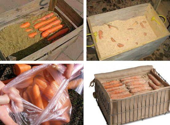 Как сохранить морковь на зиму в домашних условиях - надежные способы