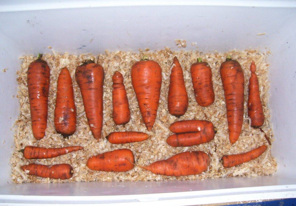 Как сохранить морковь в течение длительного времени?