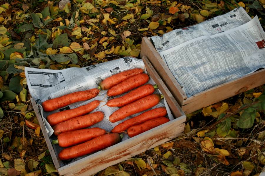 Хранение моркови в земле до весны
