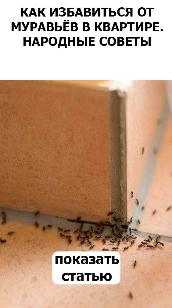 Как избавиться от мелких муравьев в квартире: химические средства и народные методы