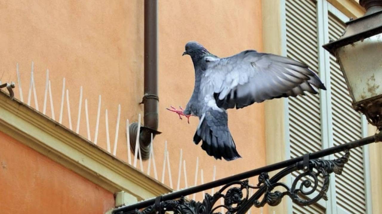 Голубь на балконе. На балкон от голубей ветров. На балкон от голубей звуки. К чему прилетают голуби на балкон. Птичьи клещи от голубей на балконе.