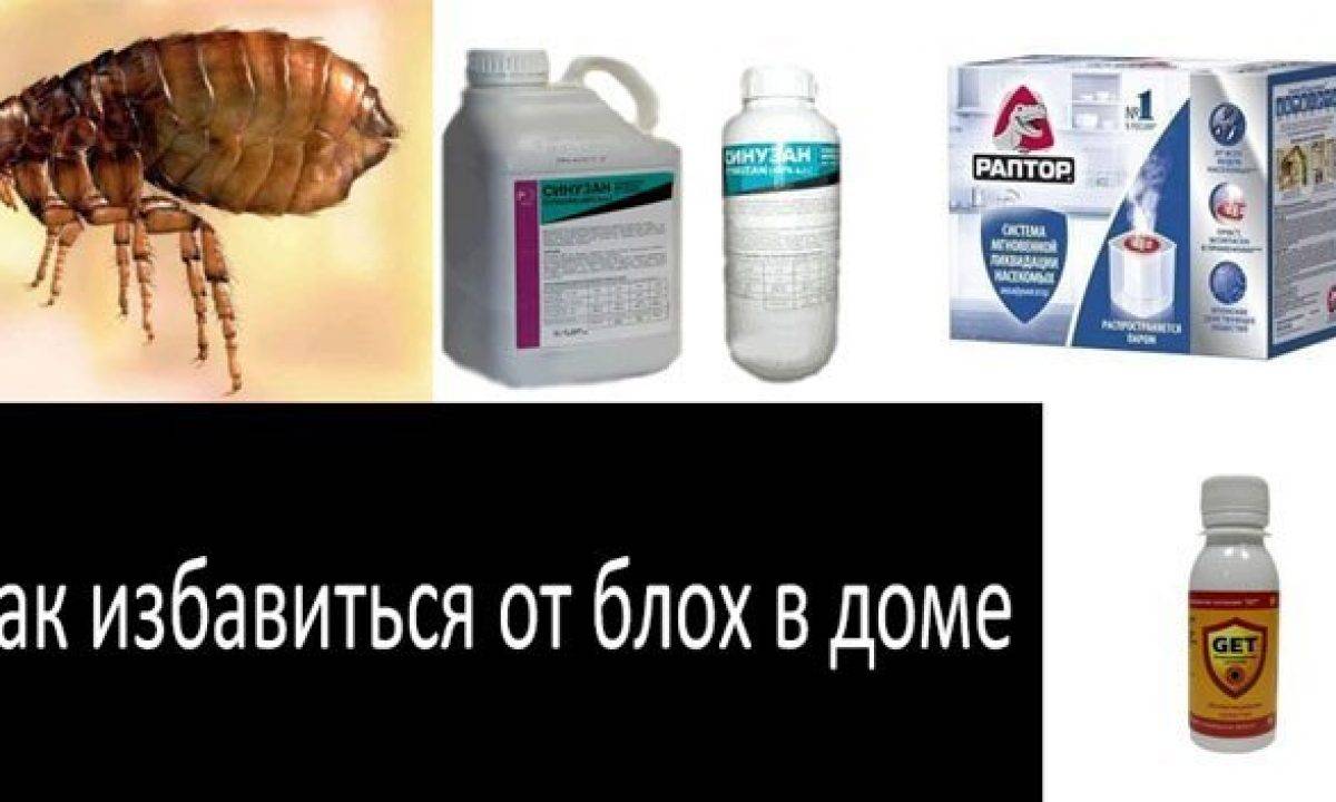Как избавиться от блох в доме и квартире быстро и эффективно