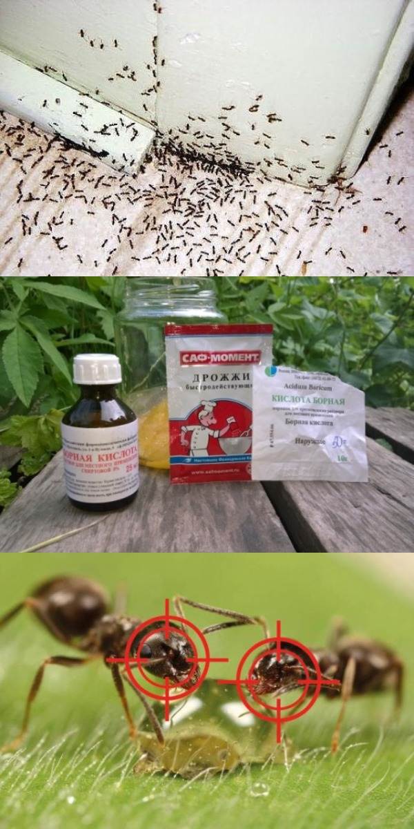 Как избавиться от муравьёв в квартире — лучшие способы