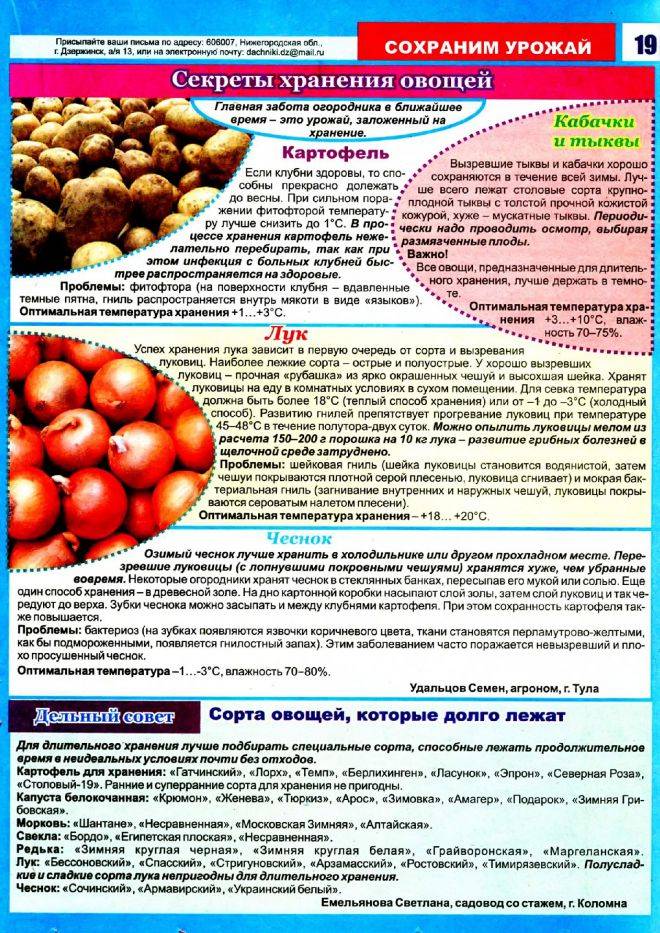 Как хранить чеснок в домашних условиях, чтобы не высыхал: полезные советы - sadovnikam.ru