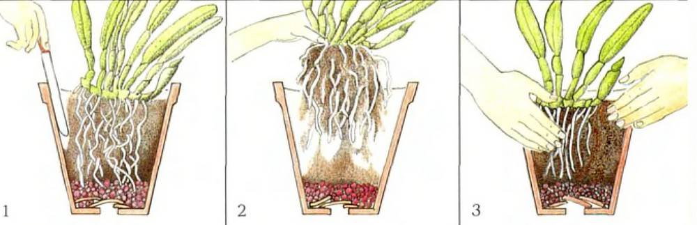 Как правильно пересадить орхидею в домашних условиях пошаговое фото в другой горшок