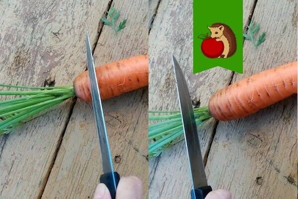 Как хранить морковь долго в условиях квартиры