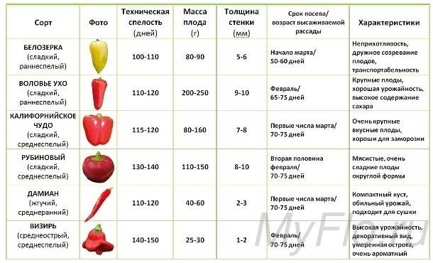 Как хранить болгарский перец свежим в домашних условиях