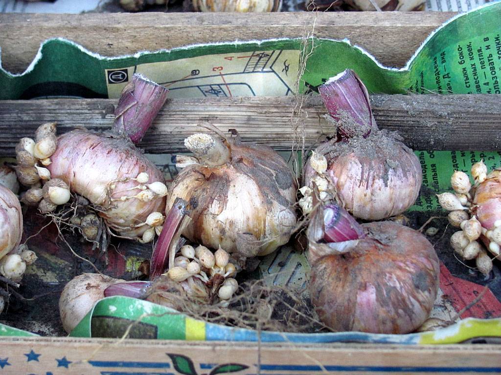 Гладиолусы весной: когда доставать луковицы, как их прорастить в домашних условиях