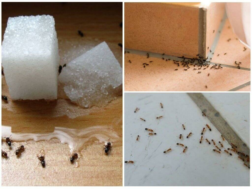 Как избавиться от муравьев в доме навсегда в домашних условиях