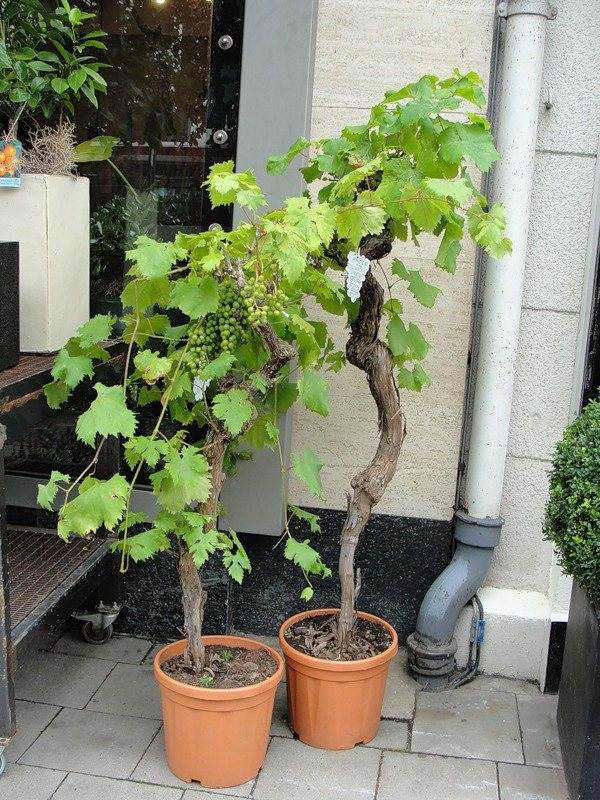 Как вырастить из косточки виноград