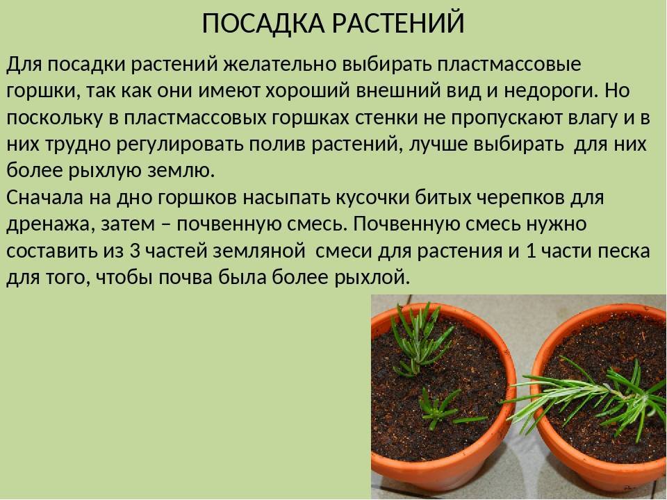 Как выращивать хмель | садоводство и огородничество