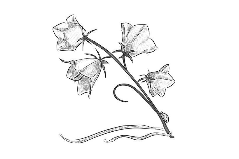 Как нарисовать цветок - уроки, способы и советы как сделать красивый рисунок цветка (125 фото)