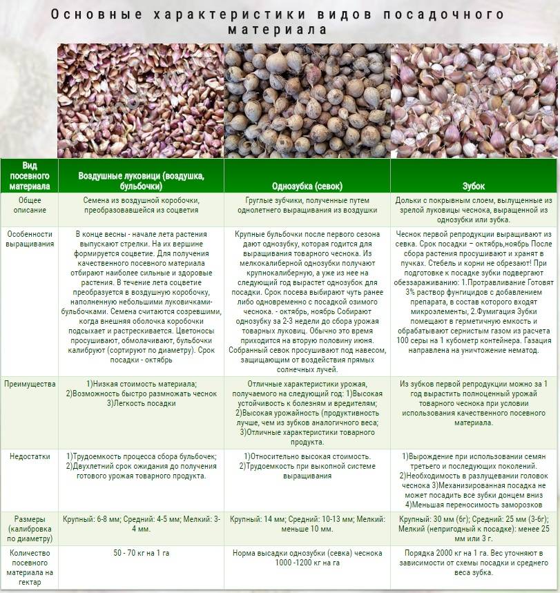Чем подкормить яровой чеснок в июле. Схема удобрения озимого чеснока. Схема посадки чеснока в открытом грунте. Нормы посадки чеснока на 1 га.