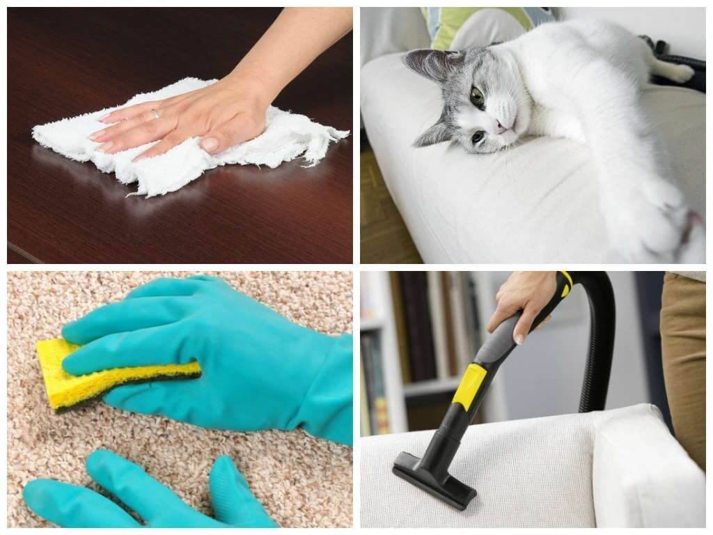 Эффективные и простые методы, как почистить ковер от кошачьей шерсти
