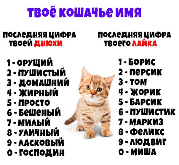 Имена и клички для котов-мальчиков и кошек-девочек