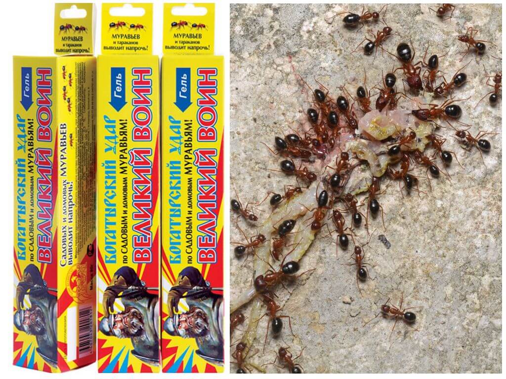 Как вывести муравьев из квартиры? – быстро и эффективно навсегда