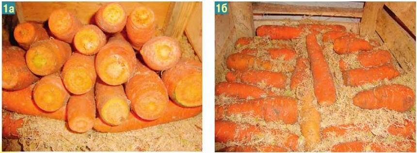 Чтобы морковь хранилась долго зимой, необходимо правильно ее обрезать и подготовить