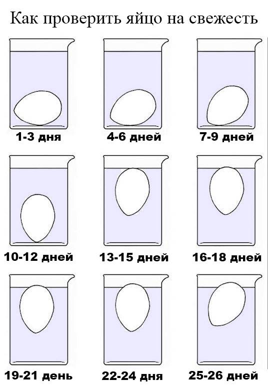 Как определить испортившееся вареное яйцо. как узнать что яйцо испортилось