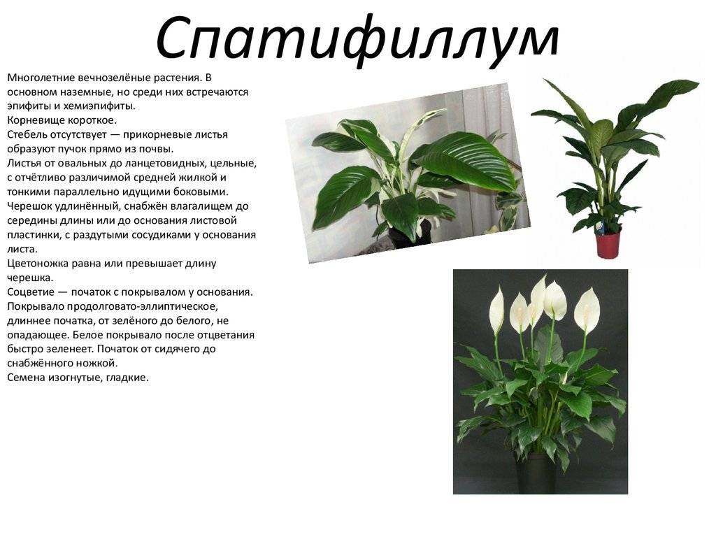 Филодендрон домашний - фото, уход, размножение цветка, выращивание из семян, описание